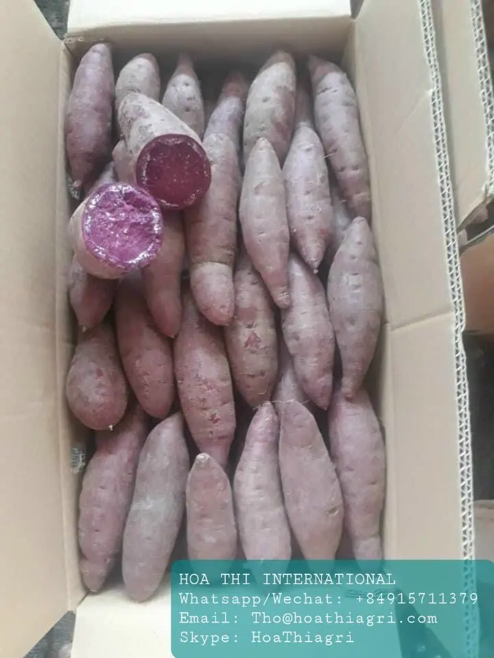 Carton Boxes Common Cultivation Type 100% Natural 170-450kg Sweet Potato Purple Flesh Vietnam With Export Quality