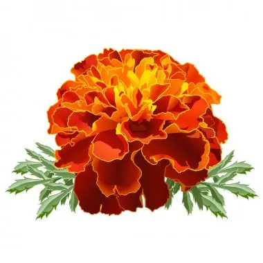 Эфирное масло Tagetes от SNN Natural Products по разумной цене