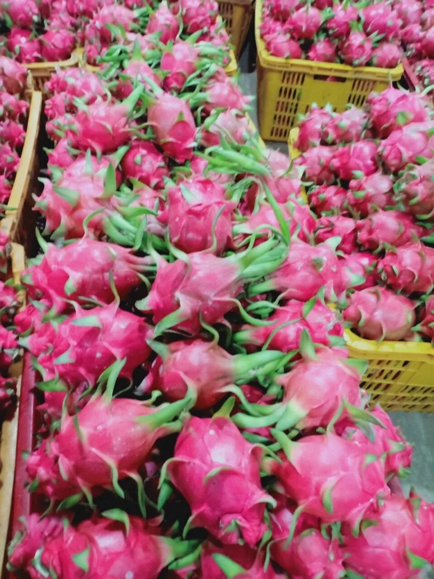 Свежие красные стрекозы из Вьетнама по лучшей цене на экспорт-VietGAP и GlobalGAP стандартов в сельскохозяйственном производстве