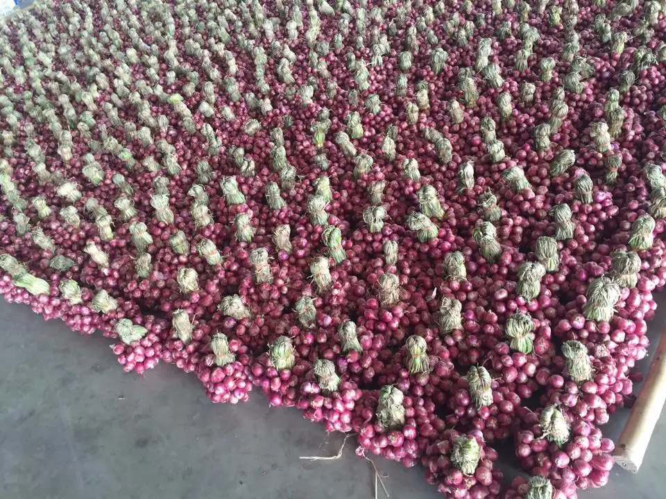 Свежий лук из Вьетнама для экспорта по конкурентоспособной цене и высококачественный авокадо готов к отправке рынков ЕС Азии США