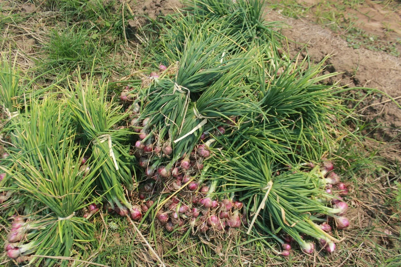 
Fresh Shallot Onion from Thailand 