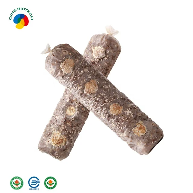 Organic  shiitake mushroom spawn grow bags kit  price supplier for export sawdust inoculation shiitake mushroom spores