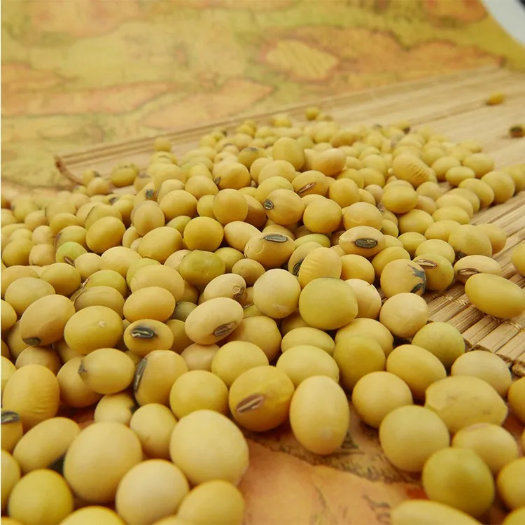 Buy Bulk GMO and Non GMO Soyabean / Soybean for Sale