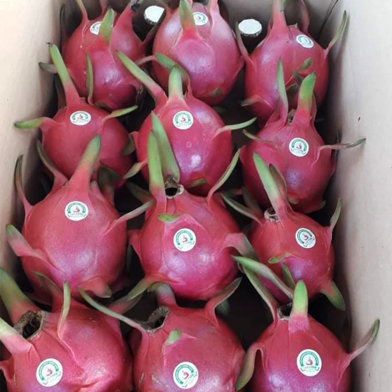 
Fresh Dragon Fruit Made in VietNam High quality Dragon Fruit 