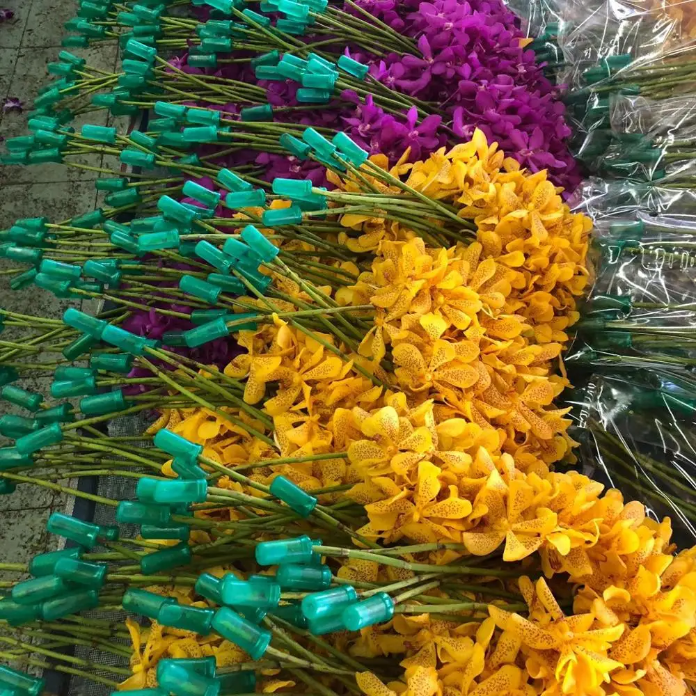 Mokera Flower from TH;16 0.3 USD 0.45