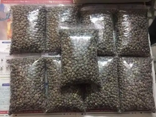Wholesale Moringa Seeds Factory Price Moringa Seeds