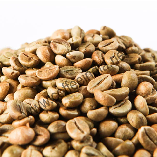 
Arabica Coffee Bean Green for Jordan Market ROBUSTA COMMON 