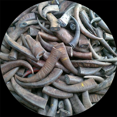 cow horn3.jpg