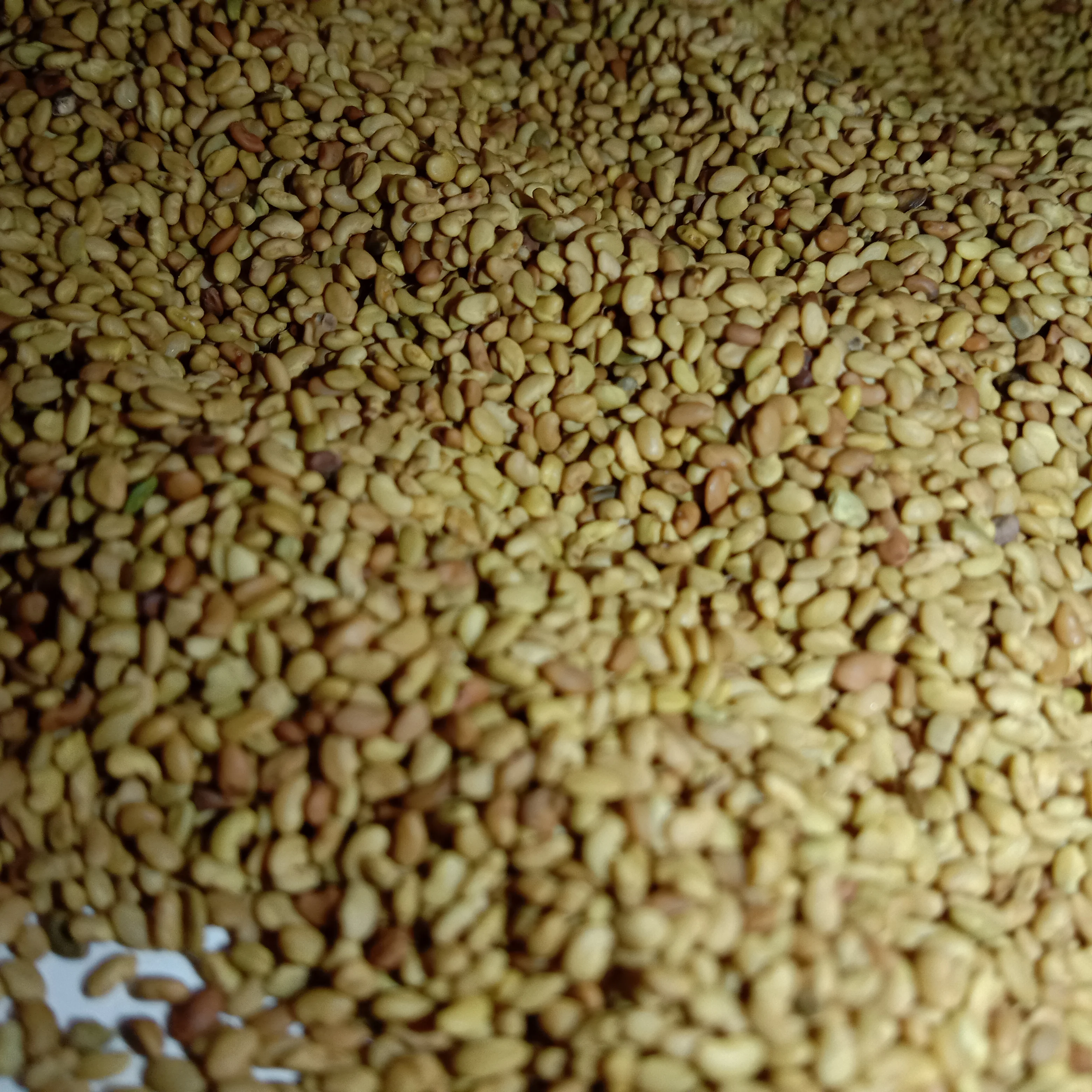 Семена лосана