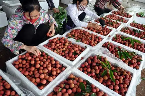 
Lychee Seedless Fresh Lychees High Quality From Viet Nam//JESSE +84359443043 