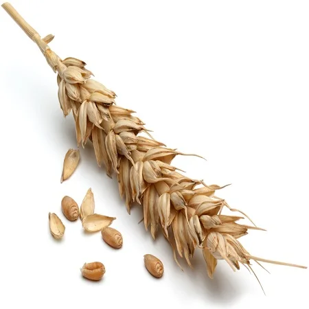 Сертифицированные Органические красные зерна пшеничной пшеницы крупными партиями и высококачественная пшеничная мука/белые зерна мягкой и твердой пшеницы для человеческого потребления