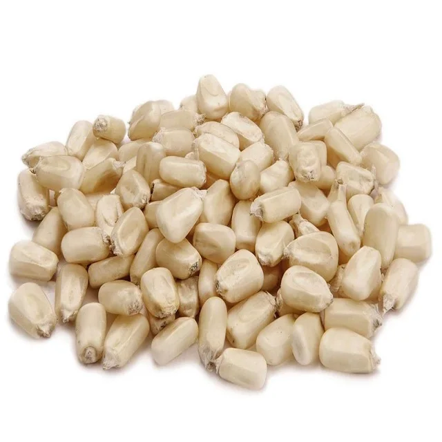 Yellow Corn & White Corn/Maize for Human & Animal Feed