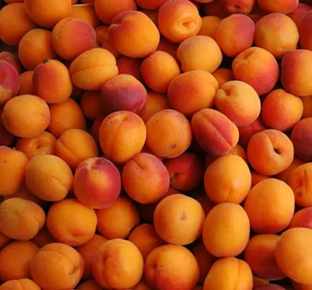 
Fresh Apricot / Dry Apricot 