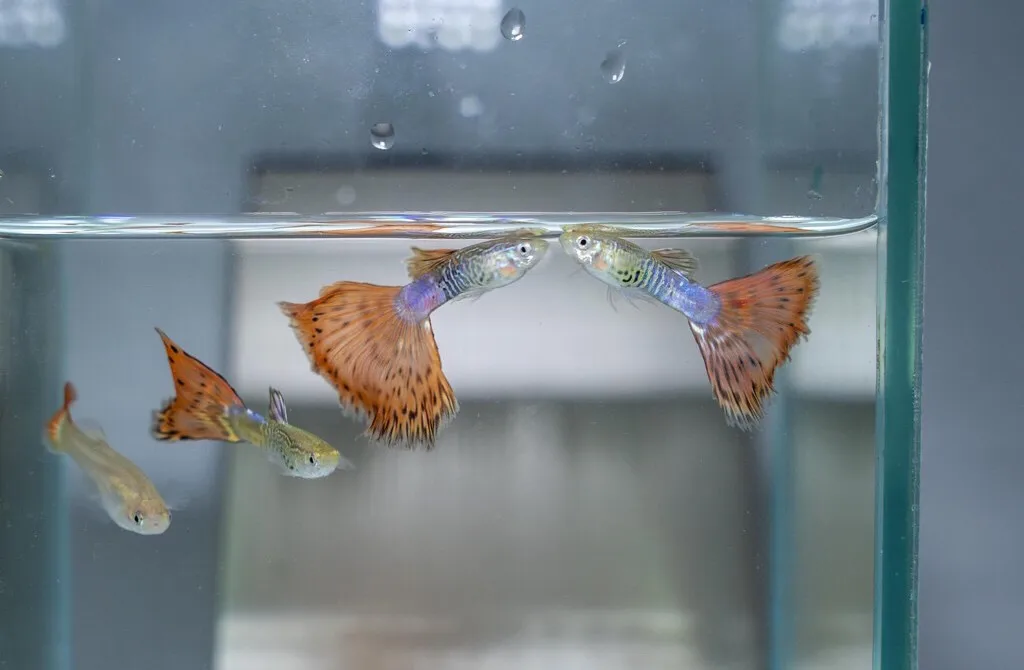 
SNAKE SKIN RED TAIL MOSAIC GUPPY FISH - Multicolor Thailand Guppy Fish Premium Quality Ornamental Aquariums 