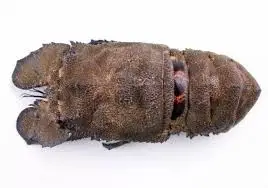 
Frozen IQF Slipper Lobster In Viet Nam 
