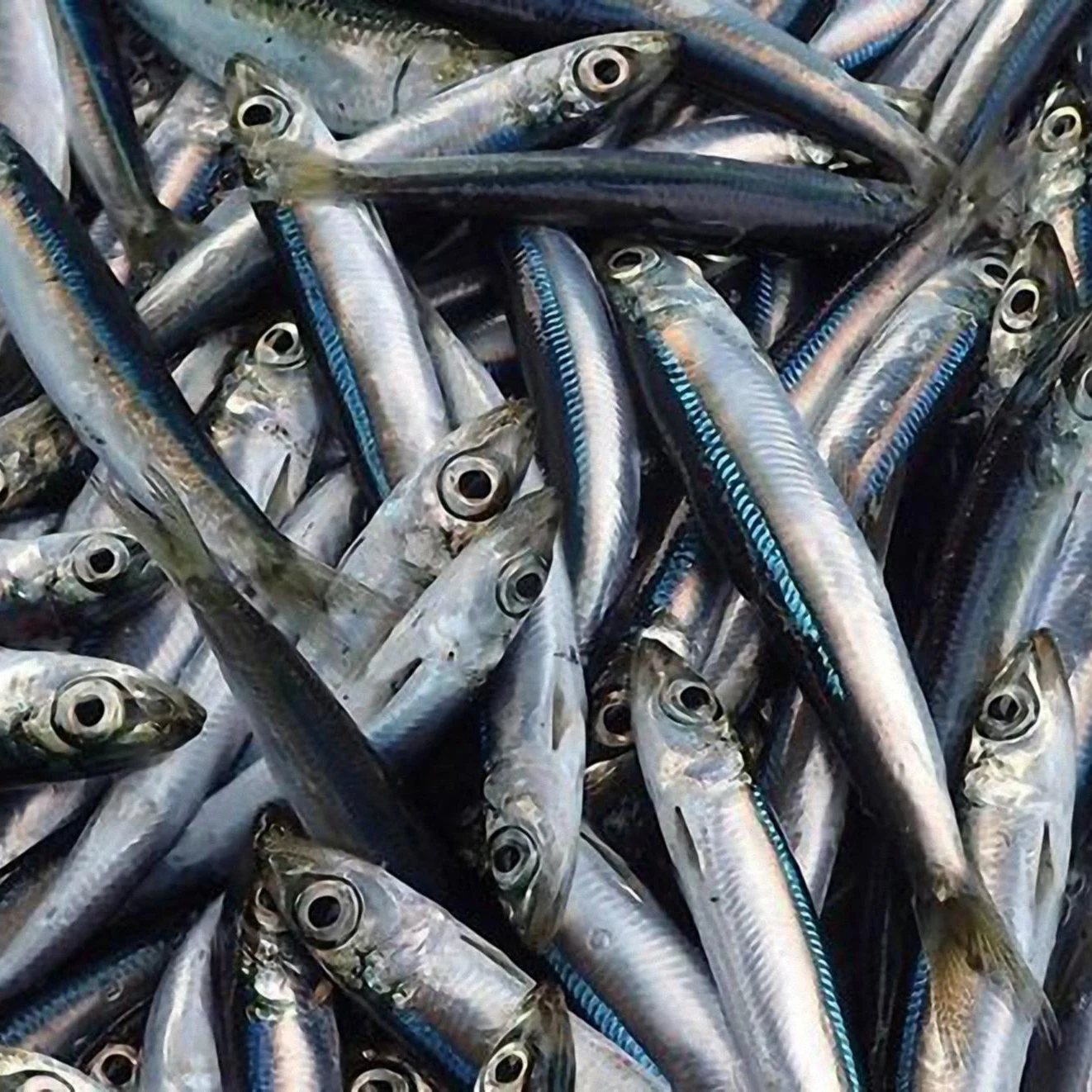 Vietnam Unique Anchovy Fish Sauce With Natural Taste For Wholesale / Quick Responses And Great Services