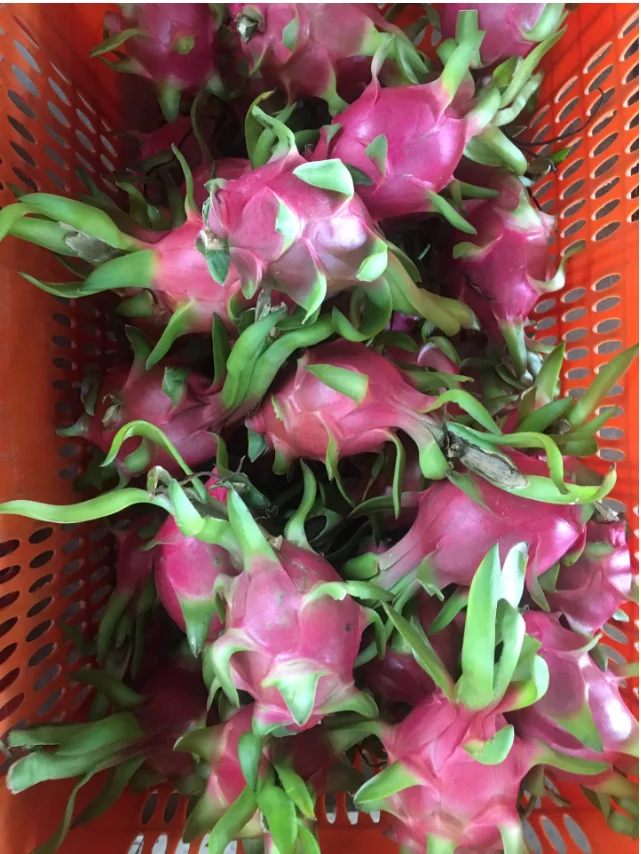 Свежий и вкусный белый фрукт дракона из провинции Бинь Туан/+ 84 901445086