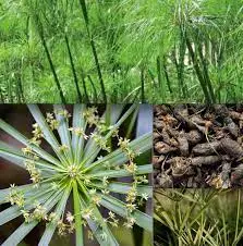 Nagarmotha essential oil in bulk Nagarmotha Cyperus rotundus cyprotene flavonoids Nagarmotha Cypriol Oil Perfumery oil Nagarmoth