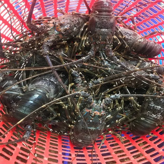 
LIVE CRAYFISH - SPINY LOBSTER WHOLE ROUND ON YEAR AROUND 