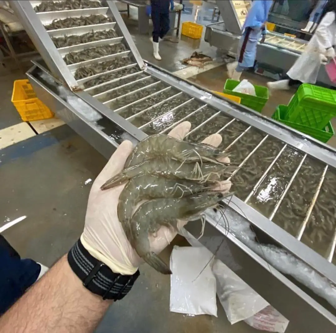 Frozen Thailand red shrimp individual frozen top quality seafood