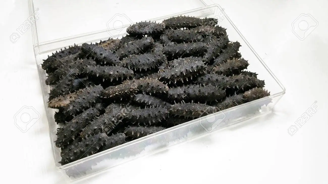 HIGH QUALITY BEBAUTY TREATMENT STOCK FOR SALE NATURAL DRIED FRESH SEA CUCUMBER VIETNAM //Rachel: 84896436456