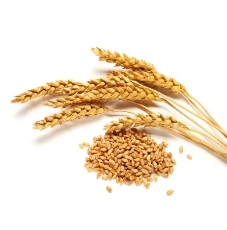 Top Quality Wholesale Price Of Organic Wheat Grains