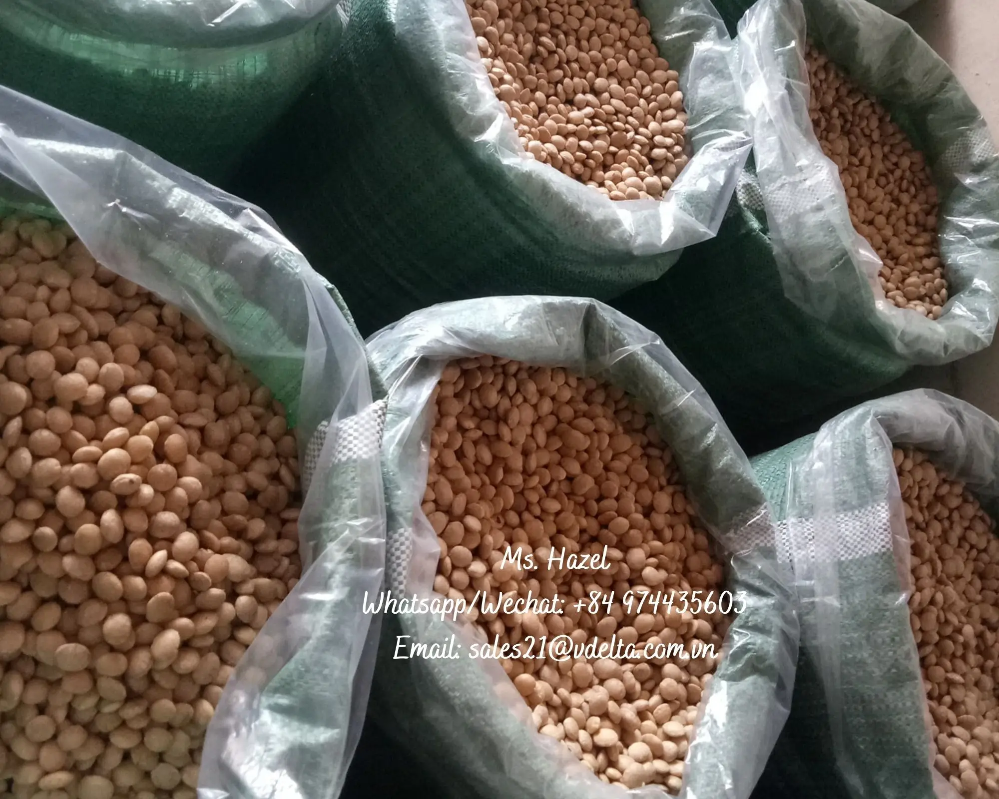 Bulk Organic Good Grade Sachi Inchi Oil/Inca Nuts Oil/Ms. Hazel (+84) 974435603
