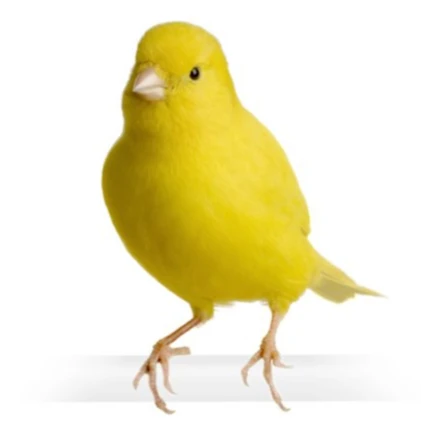 
the German canary Lady Gouldian Finches lives Birds for sale... 