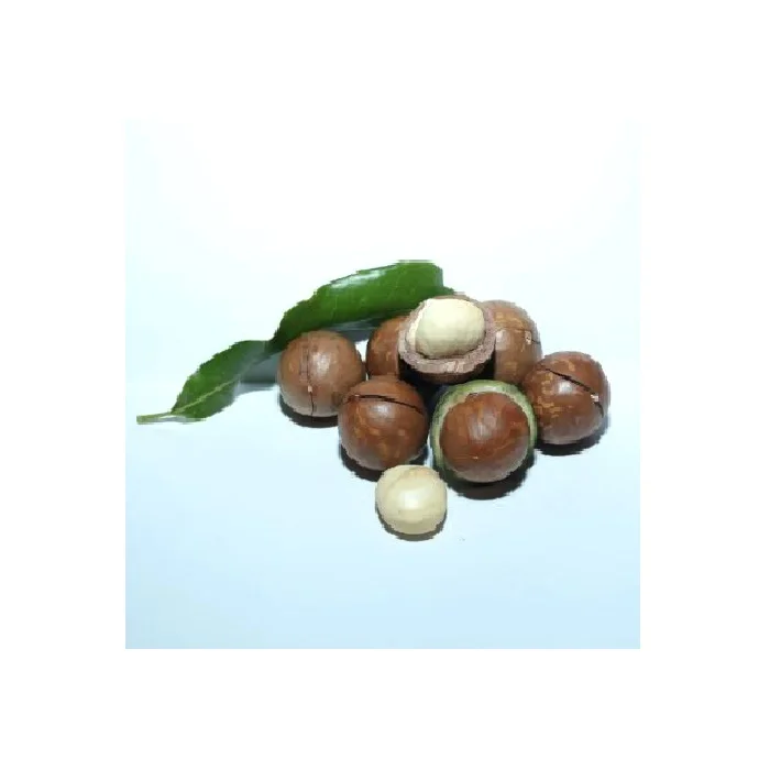 
5 kilograms Bag Packing Dried Style Organic Cultivation Type Macadamia nuts Lam Dong (21-24mm) from Vietnam 
