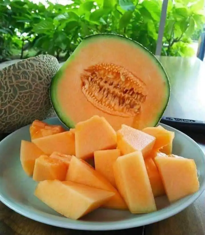 
Available Fresh Melon Exported Large Quantitys Premium Cantaloupe Taken Care By Japanese Standard Procedure 