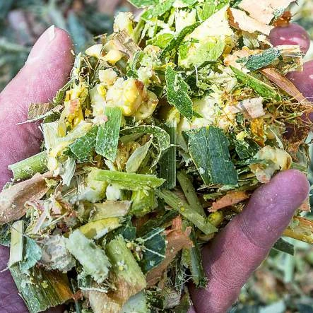 CORN SILAGE ORGANIC /CORN SILAGE  FOR ANIMAL FEED ORIGIN VIET NAM CHEAP PRICE AND HIGH QUALITY