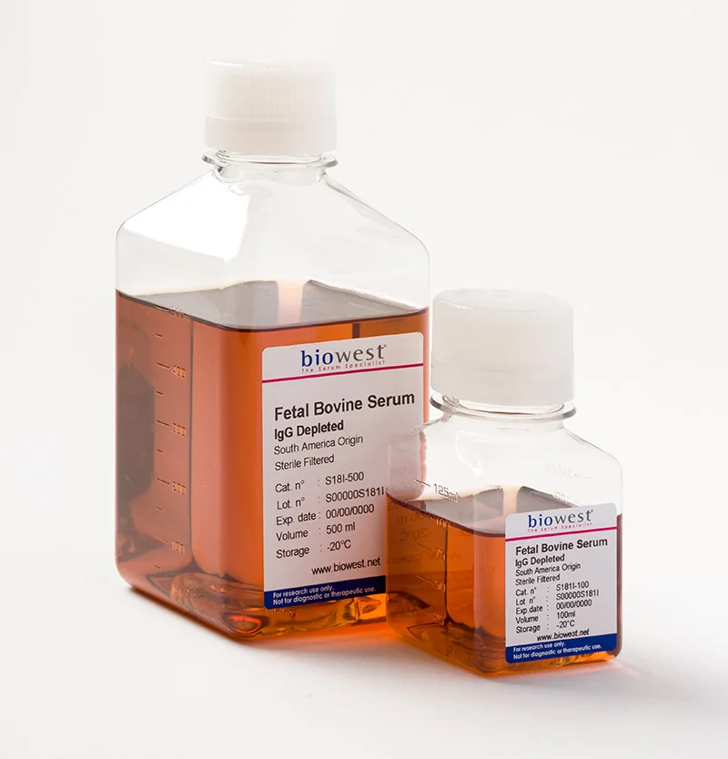 Сыворотка плода быка