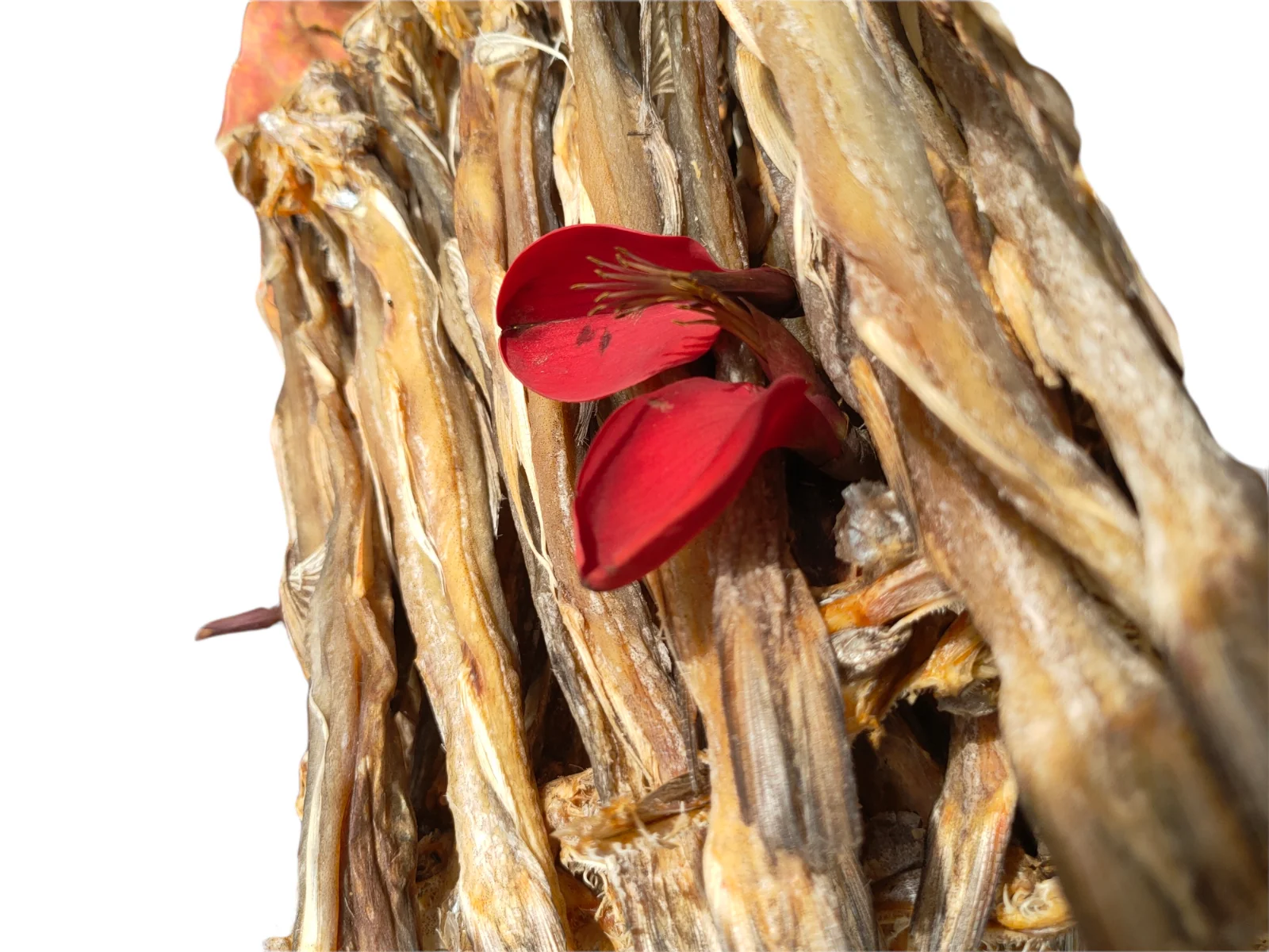 Вьетнамские стандартные сушеные рыбы для экспорта дешево на заводе