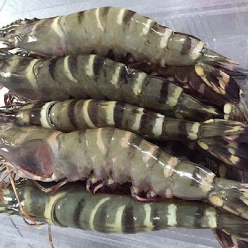 Cheap Price Vietnam Frozen Black Tiger Shrimp HLSO Headless Shell On Shrimp Shrimp to Export