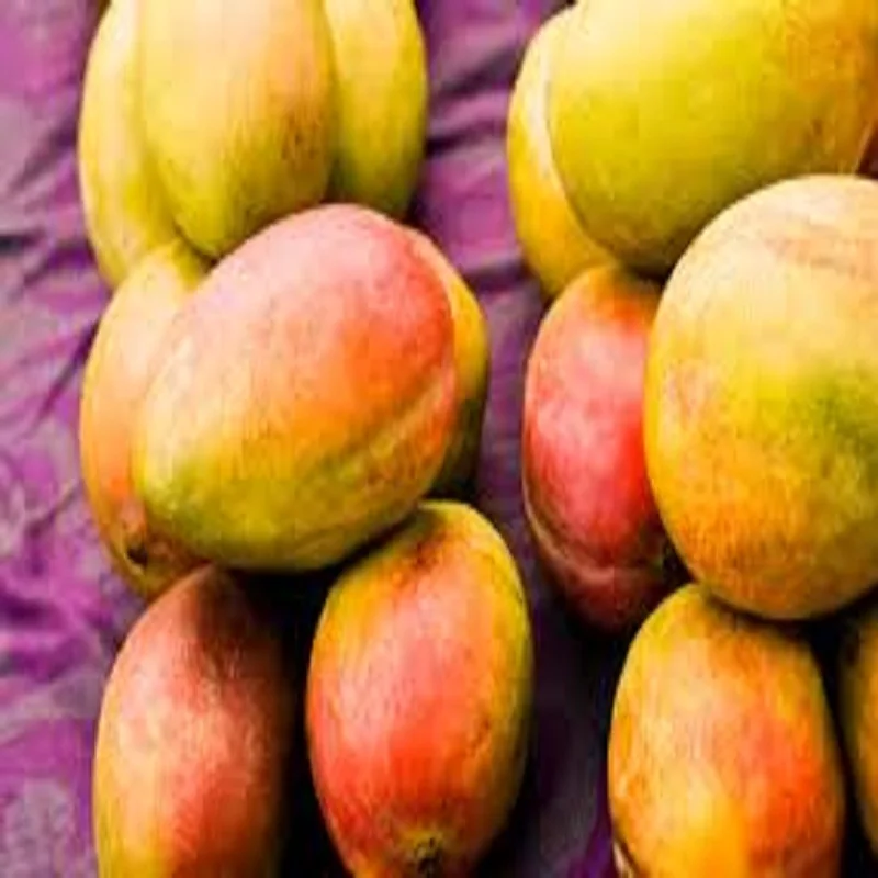 Fresh fruit green/Yellow organic mango Available