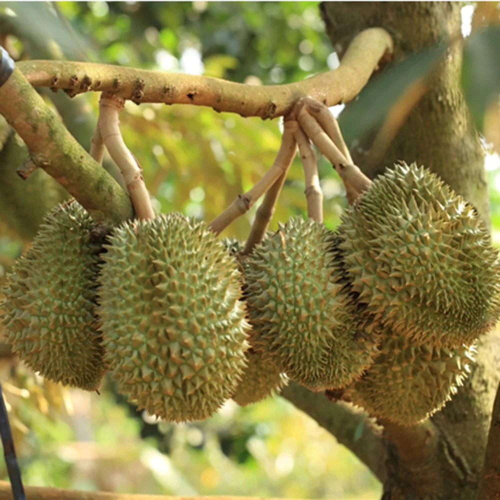 Свежий дуриан с высоким качеством и хорошей ценой из Вьетнама (порт хошиминь)