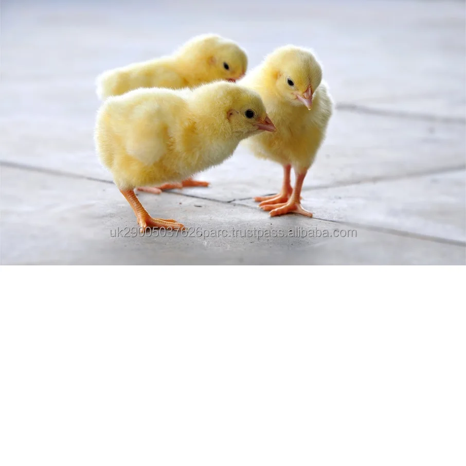 Hatching Broiler Chicken Eggs