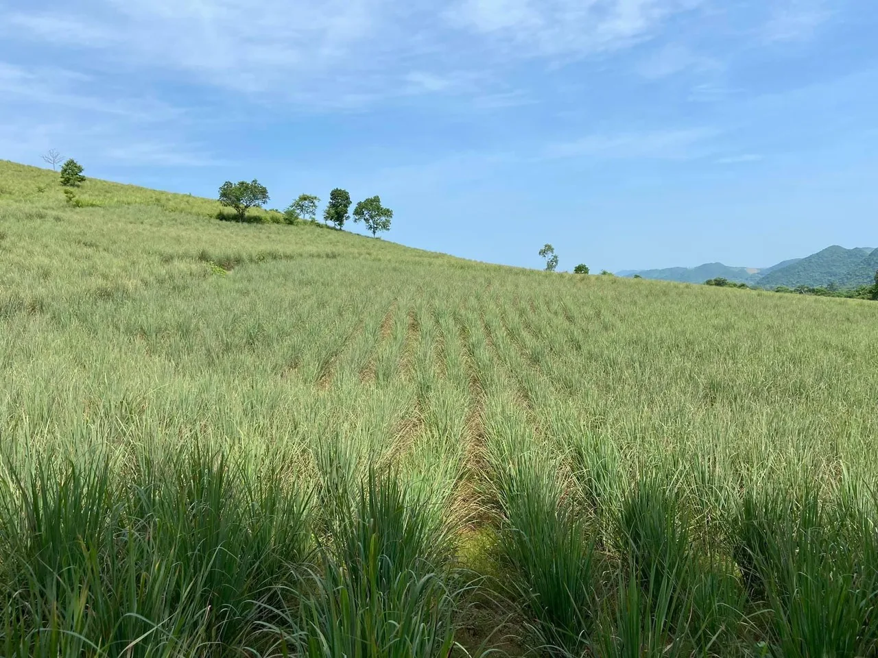 TW6 Brand Hot sale Fresh Lemon Grass  Light  Green Color Single Spices & Herbs  From Vietnam for Export