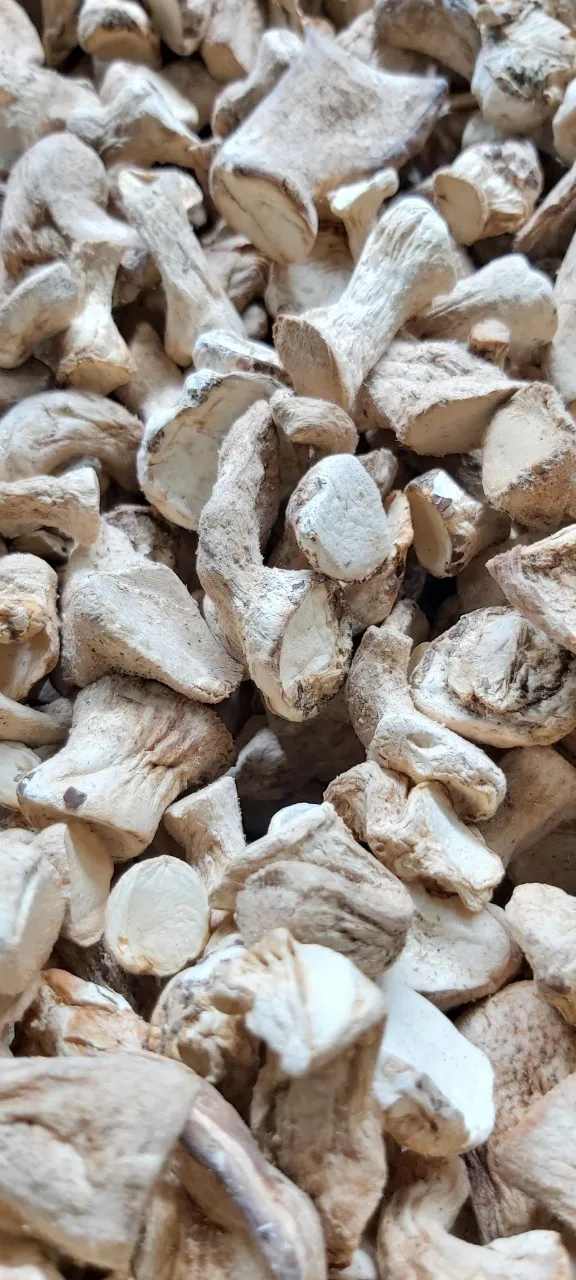 Оптовая Выращивание свежих грибов из Вьетнама мс