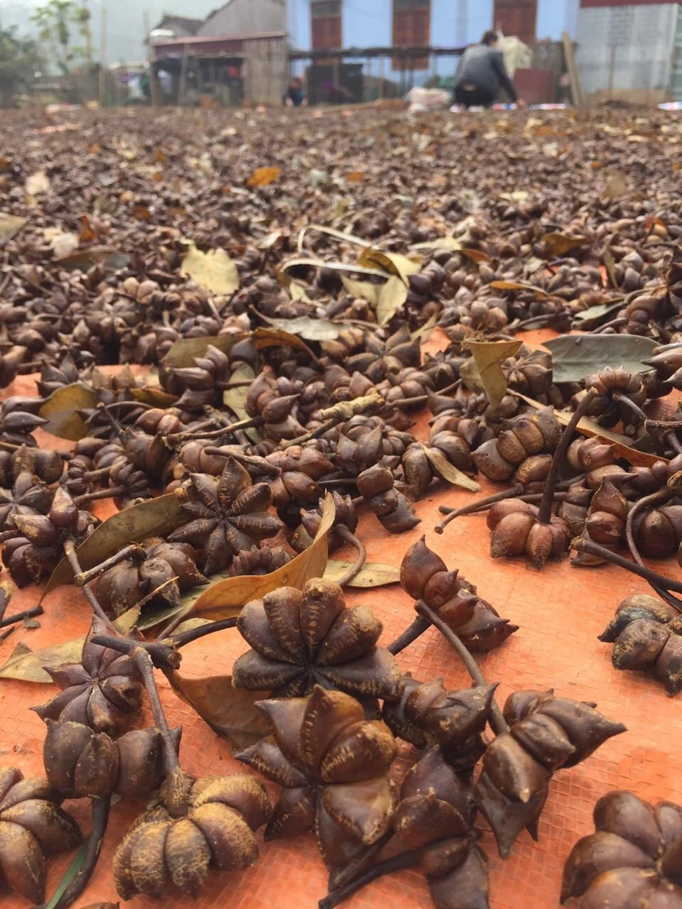 Hot selling in Vietnam Supplier of pure star aniseed Vietnam Star with the best price