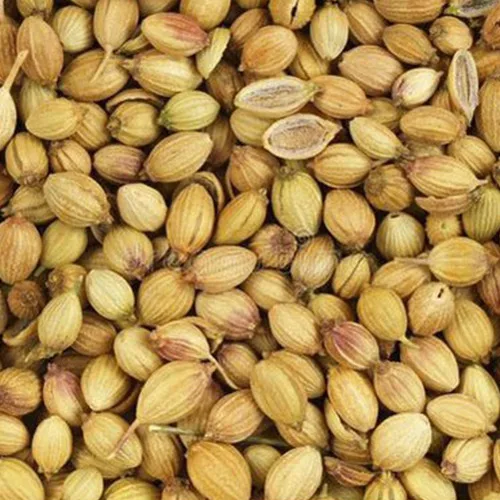 Wholesale High Purity Coriander Seeds Spice