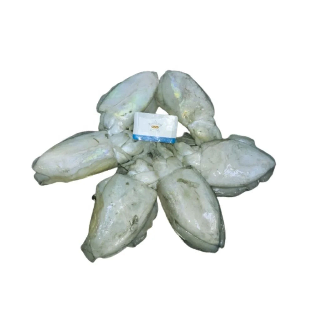 Cuttlefish Land Frozen 1-10 Kg per Block Best Quality Chilled to Frozen Master Seafood Product Wholesales price