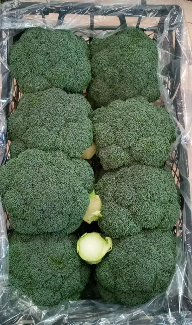 Fresh Broccoli FROM TURKEY New Crop 2021 Wholesale