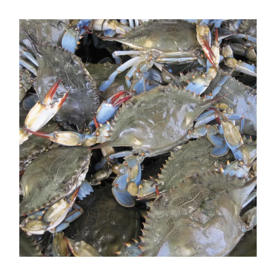 Fresh Crab / Frozen Crab / Whole Crab In Bulk
