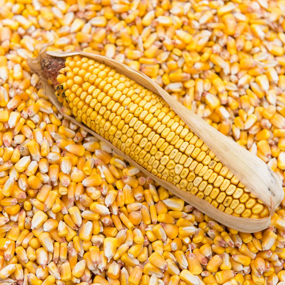 
Bulk supply Non GMO Yellow & Red Corn/Maize for animal feed and human consumption 
