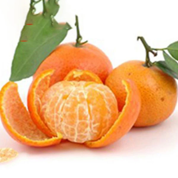 fresh oranges sweet orange mandarin