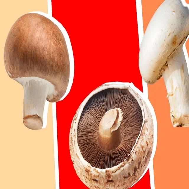 
organic shitake mushrooms for canned shiitake mushroom 