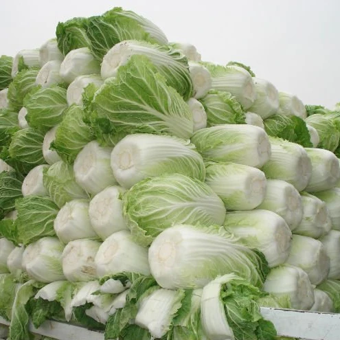 
Fresh Celery Cabbage 