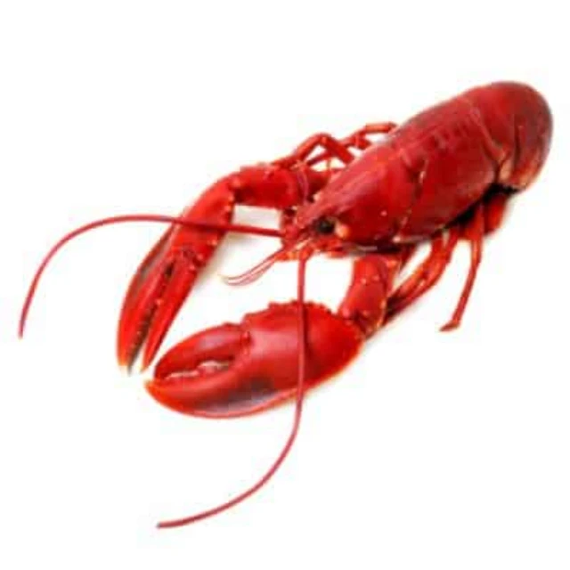 
Discount Price Caribbean Spiny Lobster Panulirus Argus For Sell 