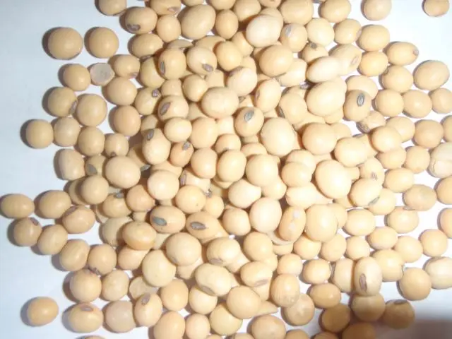 Bulk Dried Wholesale Soybeans